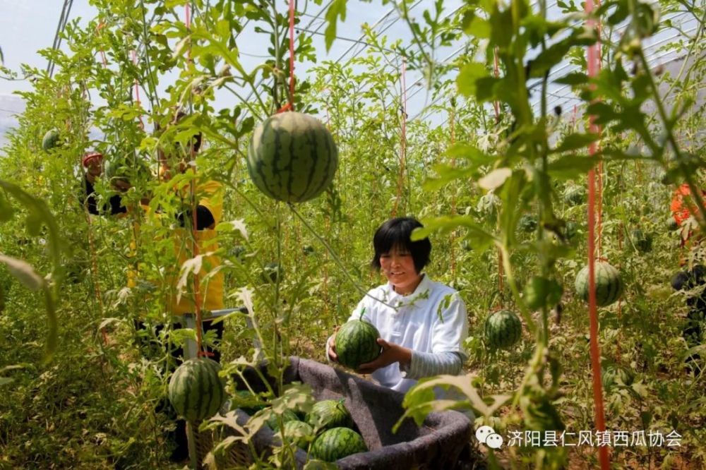 据仁风镇相关部门透漏,仁风镇将于4月20日启动第十一届中国·仁风西瓜