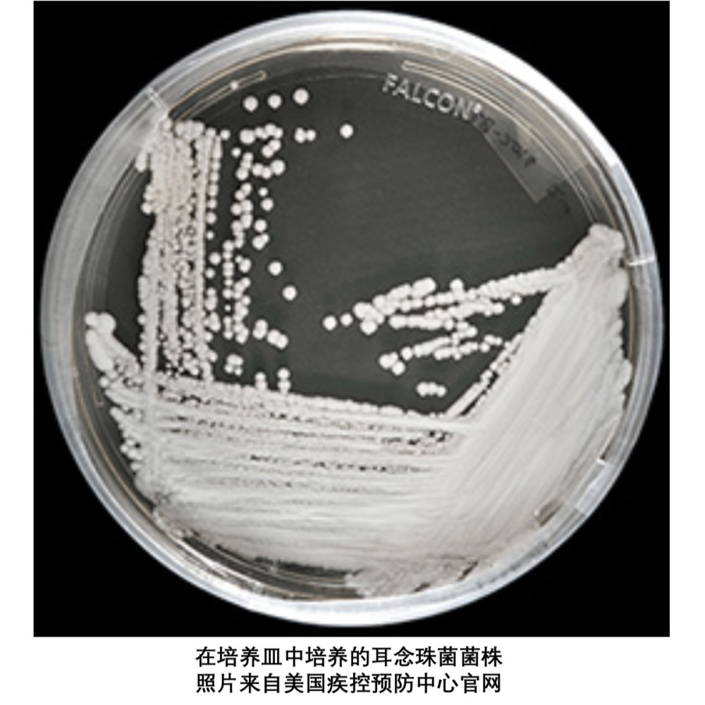 细菌,病毒,药物,袜子,超级真菌