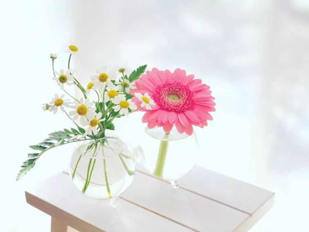 虽然它们只是用手机拍摄的鲜花,但却如水粉画般明亮,清雅