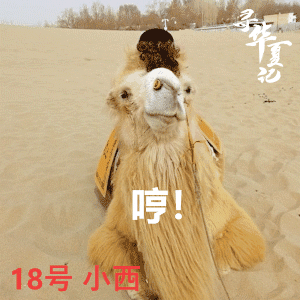 沙漠中最靓丽的风景,骆驼表情包萌化你的心