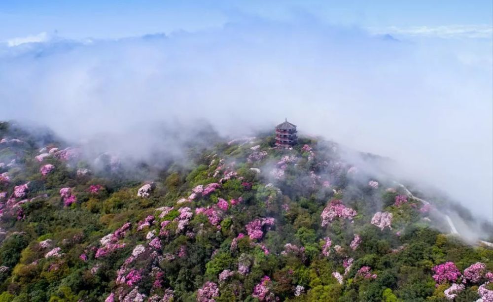 杜鹃花,金佛山,高山杜鹃,黔江区,景区,南川,生物基因库,梁平,刘波