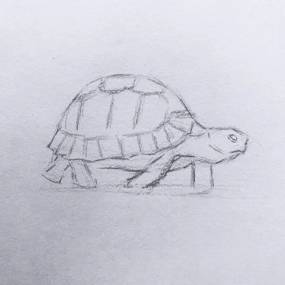 日绘社 素描小乌龟