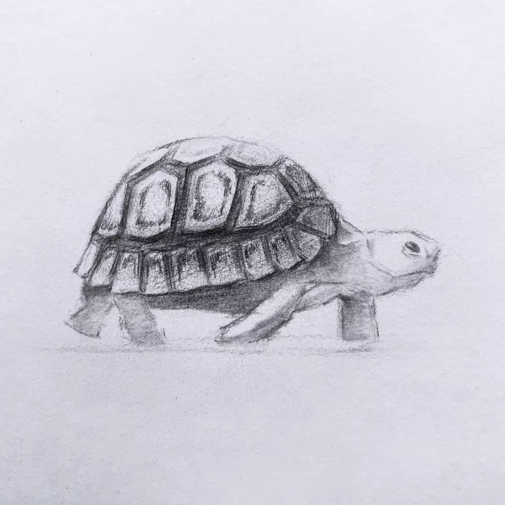 日绘社 素描小乌龟