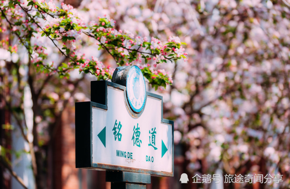 穿梭在天津大学的花林海洋之中,赏娇艳海棠,感受春光灿烂