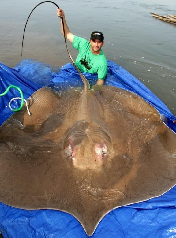 湄公河为何有那么多大得吓死人的大型淡水鱼?这其中有