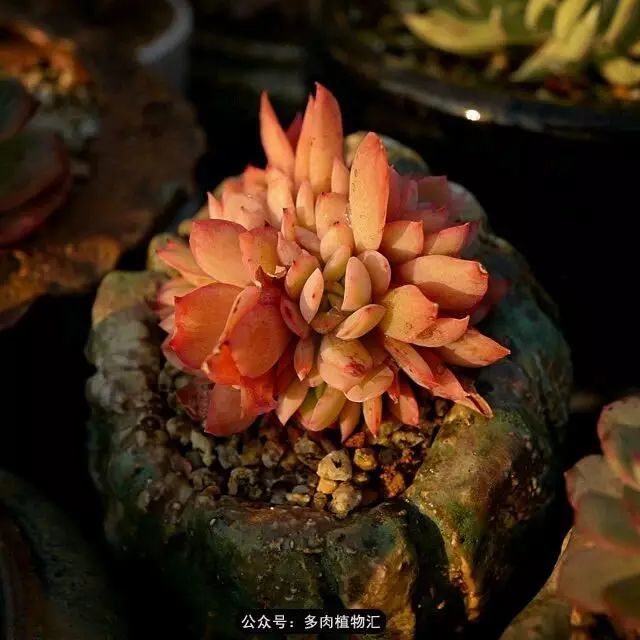绮罗缀化