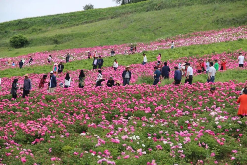 康乐县把旅游产业作为区域首位产业来打造,坚持"景区大旅游"与"乡村