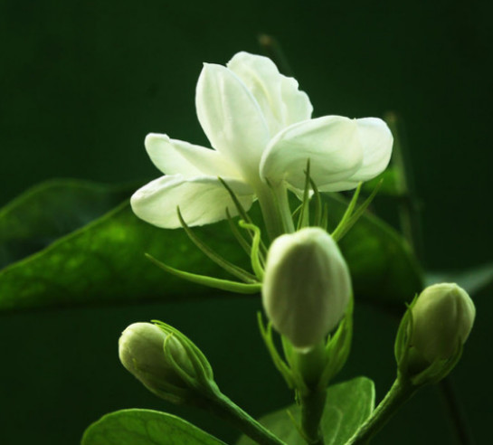 茉莉花怎么浇水