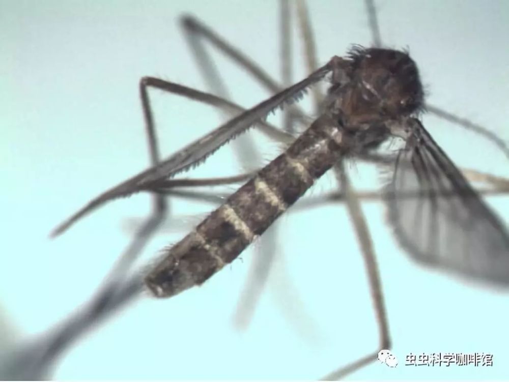 识蚊辨蚊,常见蚊虫种类的鉴定