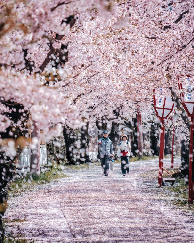 携手走在樱花树下,樱花花瓣被风吹落,能够走在樱花雨中,也是一种幸福.