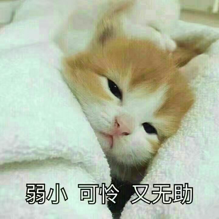 超搞笑猫咪表情包,你清醒一点