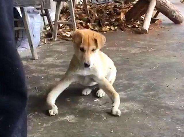 狗狗摆了个罗圈腿造型,原以为是故意搞怪,背后原因让人伤心
