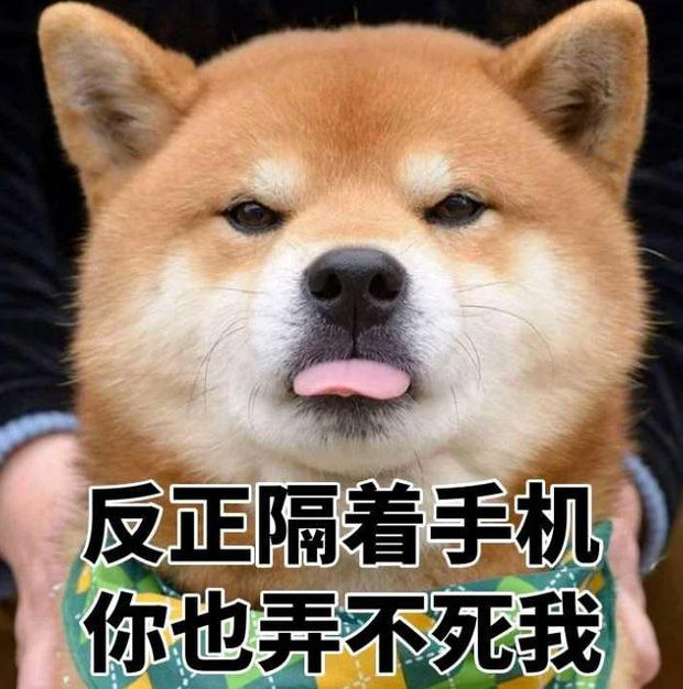 小柴犬,搞笑,逗趣,表情包,萌