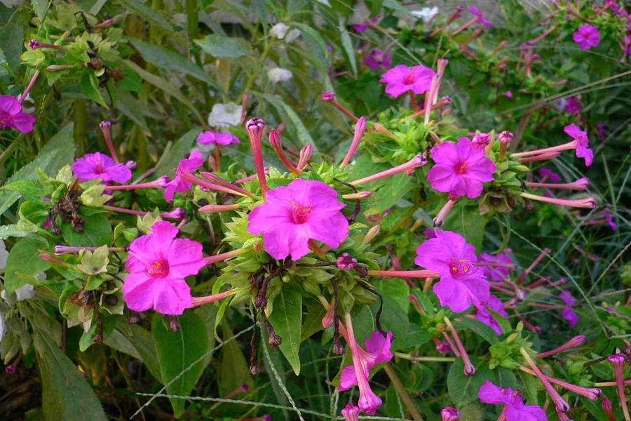 农村一野花,到傍晚才开花,还伴有香气,价值也很高