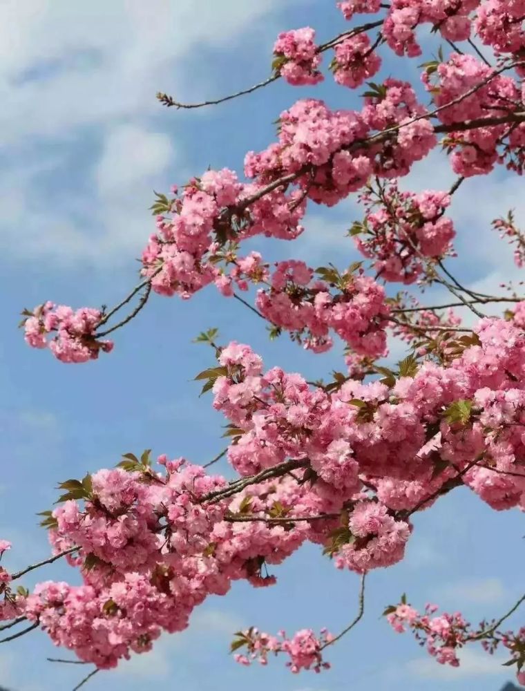 樱花树下的约定简谱_光遇樱花树下的约定怎么弹 一首非常应景樱花节的歌曲(3)