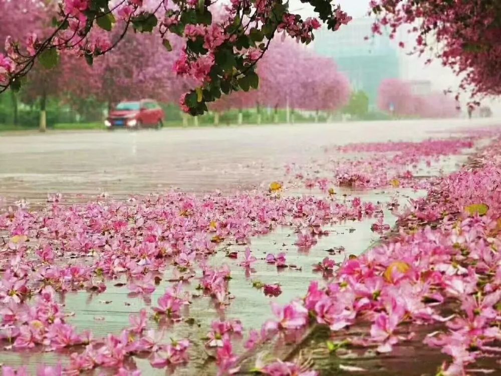 紫荆花城醉美柳州——花海中的橙色闪耀