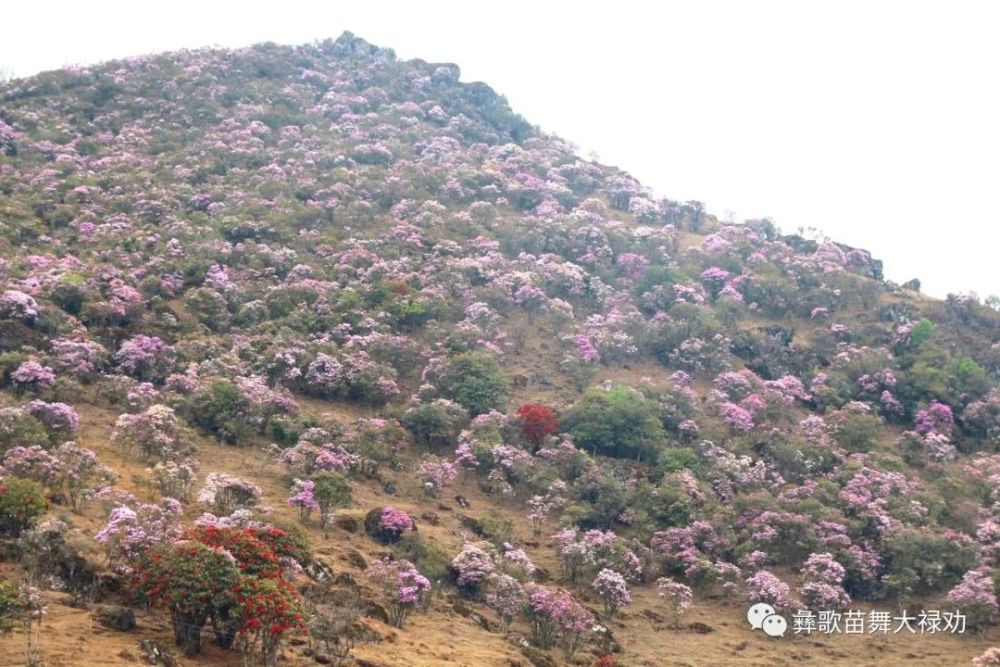 航拍禄劝轿子山万亩杜鹃花海!