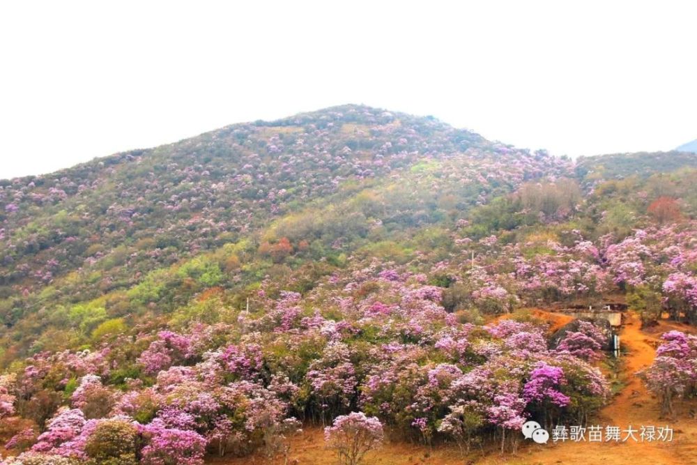 航拍禄劝轿子山万亩杜鹃花海!