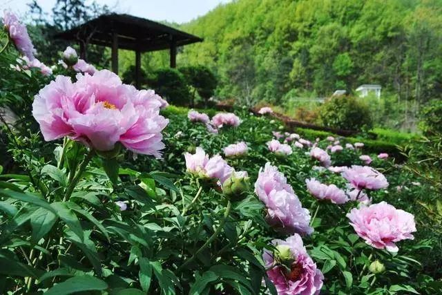 牡丹花会等您来 人间四月芳菲尽,高山牡丹始盛开 鸡冠洞高山牡丹园