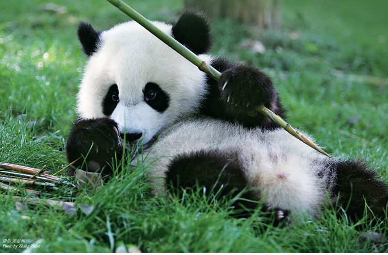 关于国宝大熊猫,你以为它只会卖萌吗?