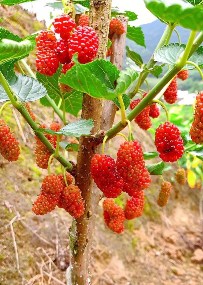 桑葚,马桑果