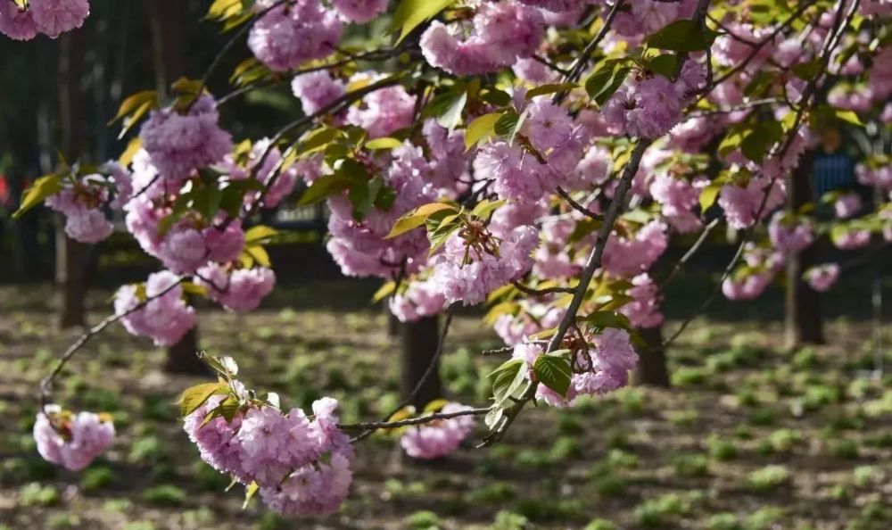 昌平这里的樱花正迎风怒放