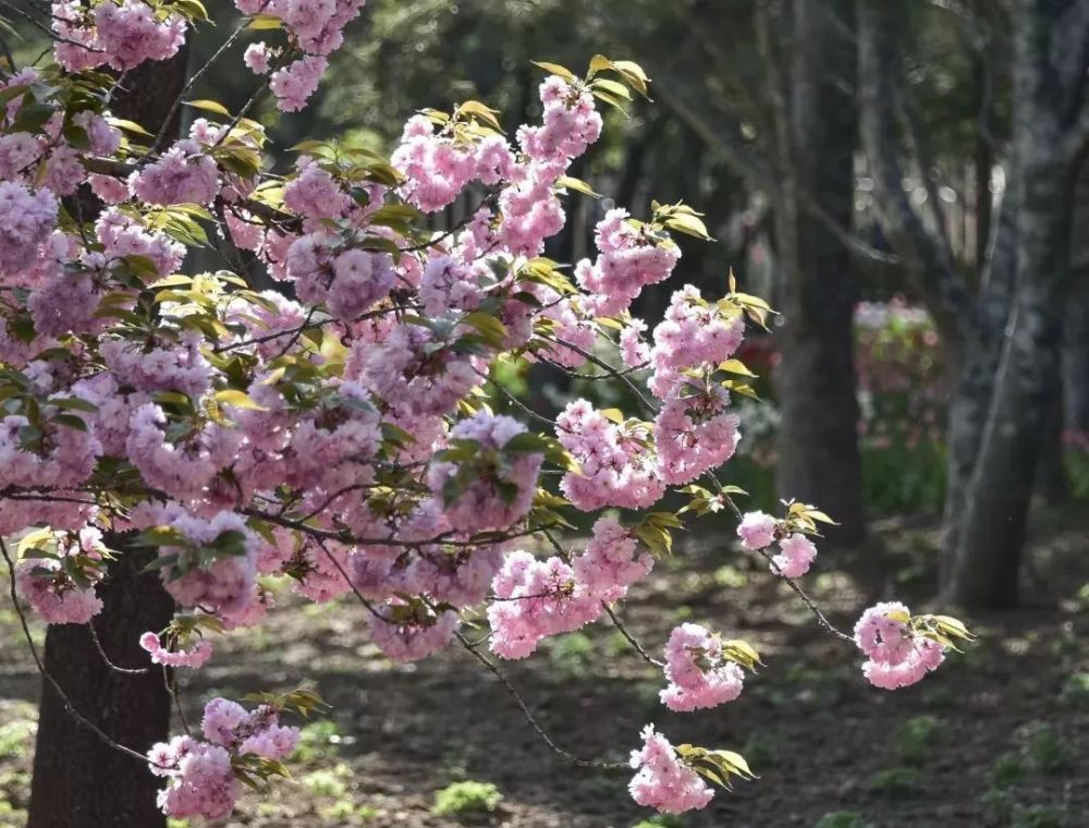 昌平这里的樱花正迎风怒放