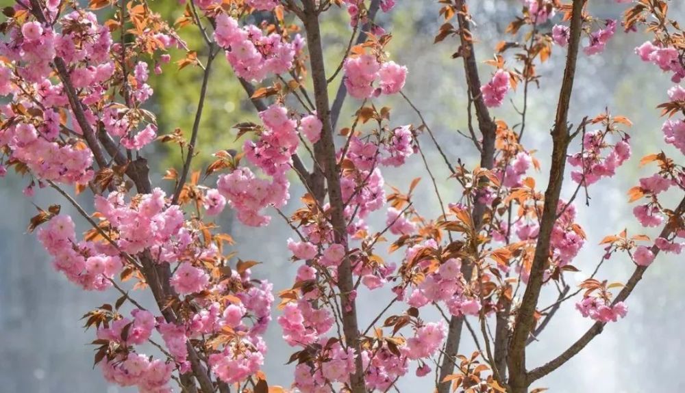 昌平这里的樱花正迎风怒放