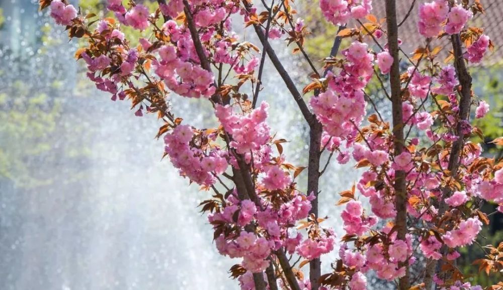 昌平这里的樱花正迎风怒放