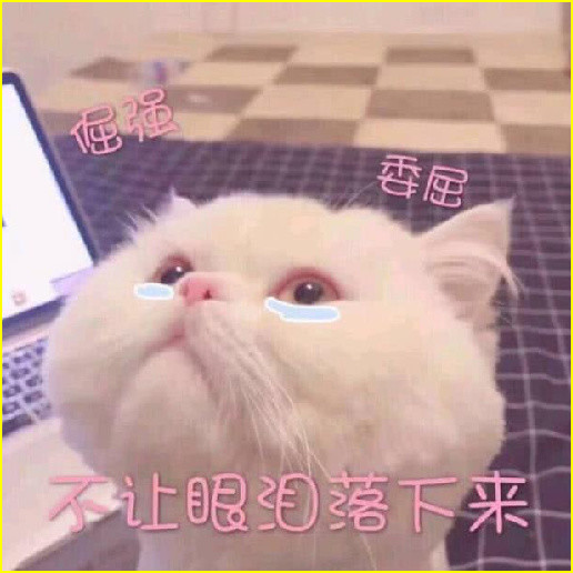 萌猫"敲可爱"表情包:不要和我吵架,直接弄死我吧!