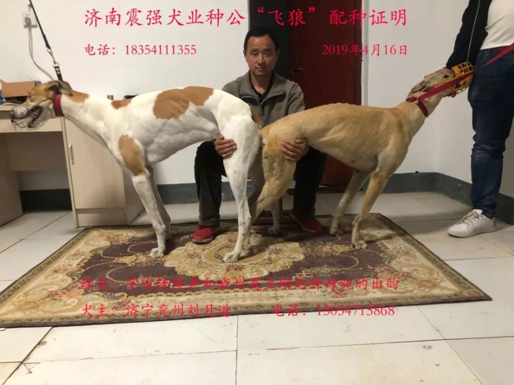 济南震强犬业种公犬"飞狼"与济宁兖州刘月道母犬配种证明