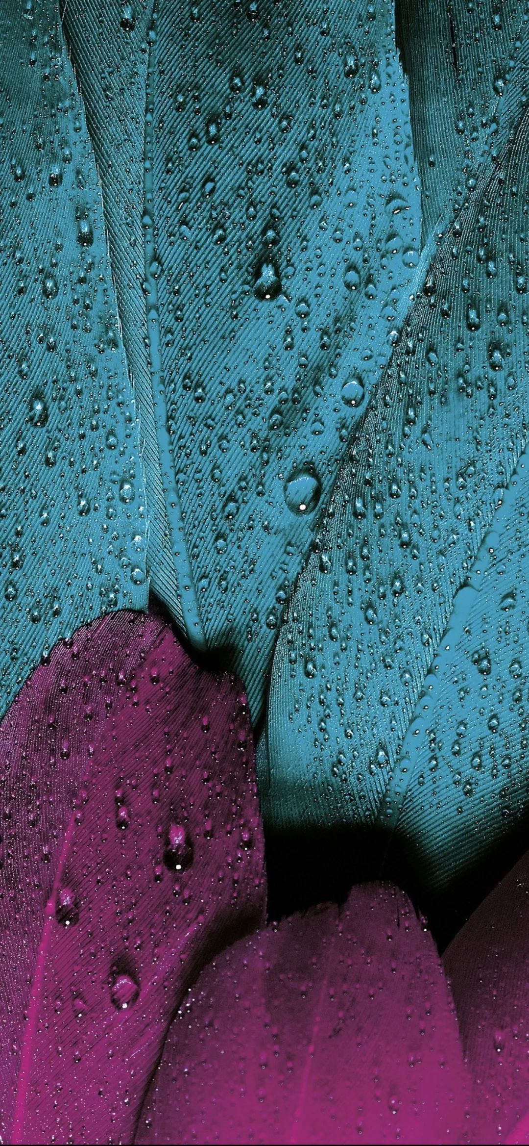 苹果X壁纸 iPhoneXR高清壁纸