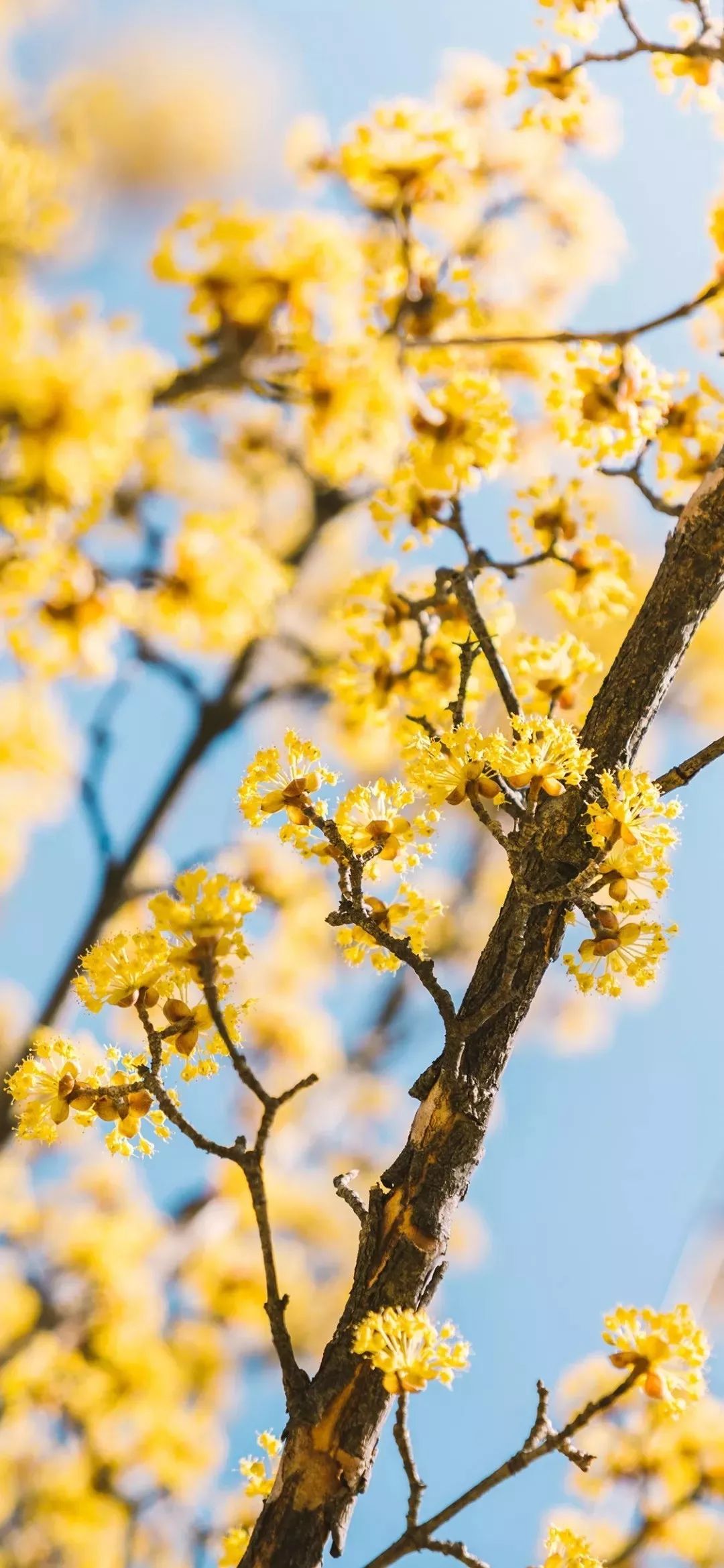 苹果X壁纸 iPhoneXR高清壁纸