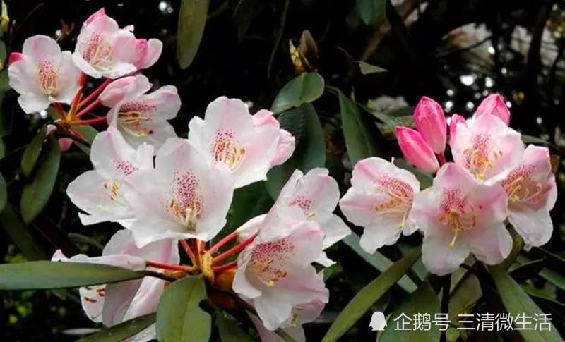 三清山杜鹃花开时节,香气十里,馥郁氤氲,苍茫山岳倍添