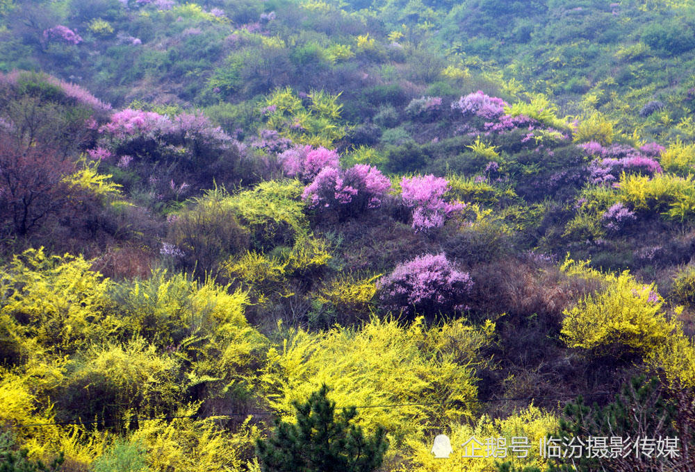 黄花岭在山西安泽县 漫山遍野的黄花 在红色桃花的映衬下美极了