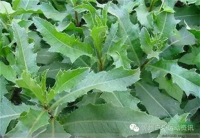 五台的这些野菜,就问你看了馋不馋