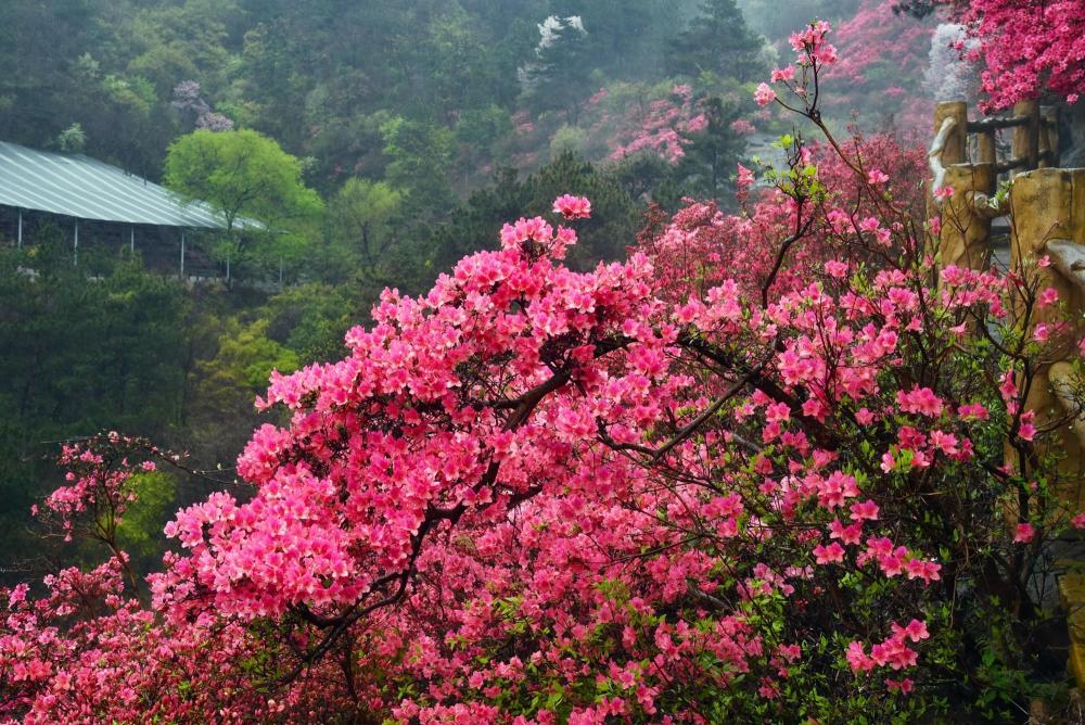 木兰云雾山,武汉,民俗,黄陂