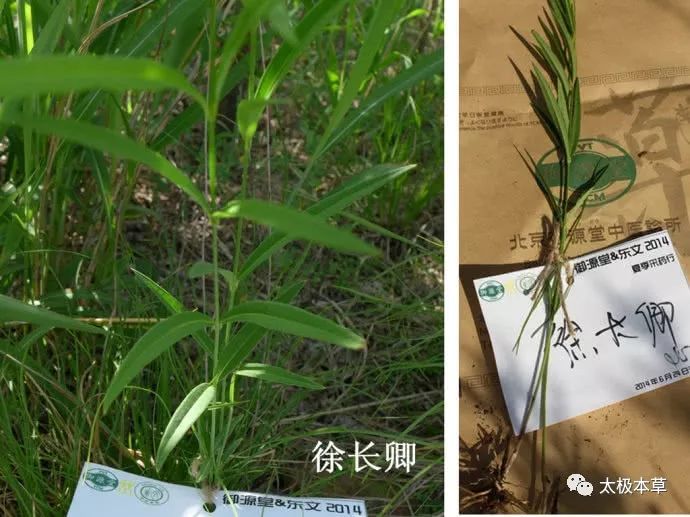 《中药大辞典》 为萝藦科植物 徐长卿的根及根茎或带根全草.