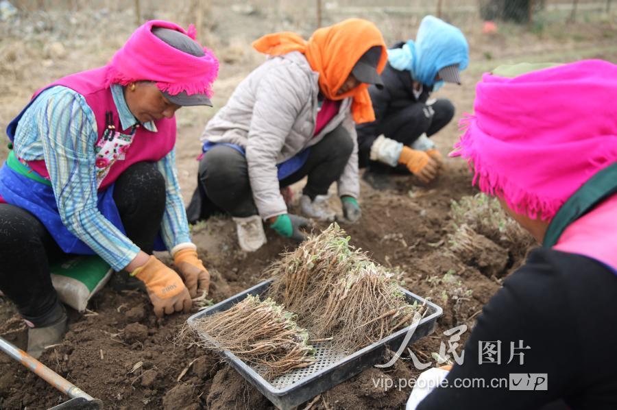 云南香格里拉:中药材产业助力脱贫增收