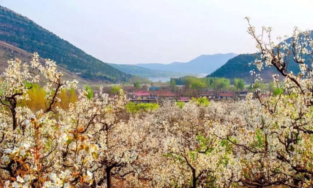 当千亩梨园的花儿褪去,在铁厂镇的梨花沟,漫山遍野梨花如霞似雪,十里