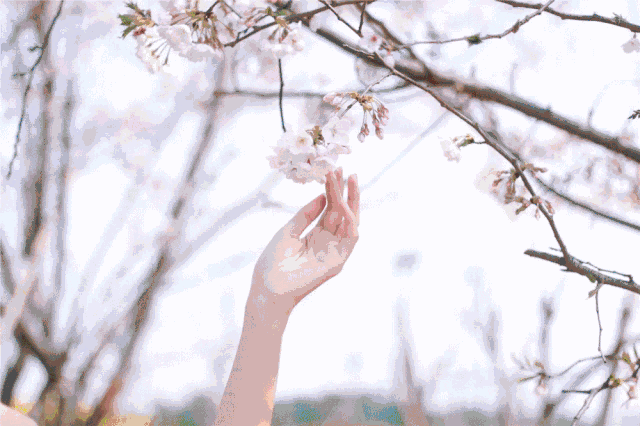 常州这座梦幻花谷就盛开了一大片地表最美芝樱花,好看