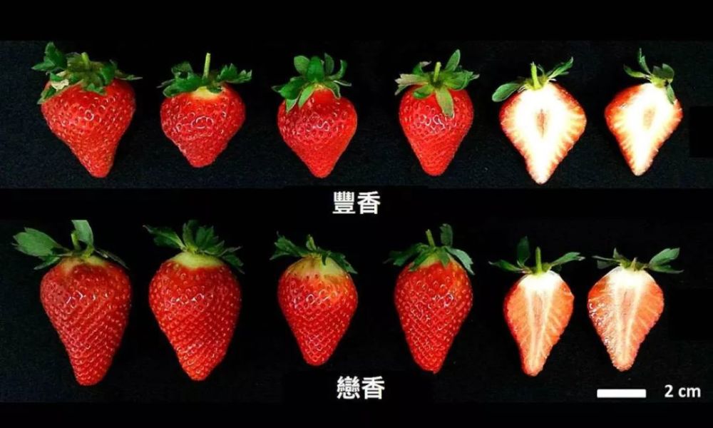 这是什么神仙草莓品种:糖度达到16,你敢信吗?