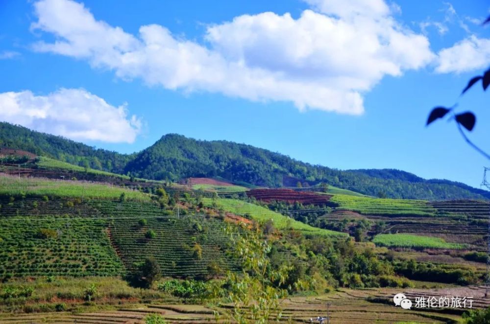 澜沧拉祜族自治县,普洱茶,云南,茶园,茶山,景迈