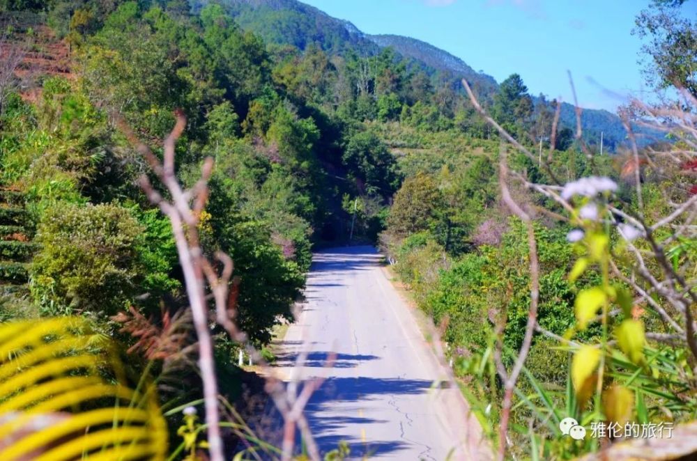 旅行普洱澜沧,这座云南第二大县的大山里,藏着千年万亩古茶园!