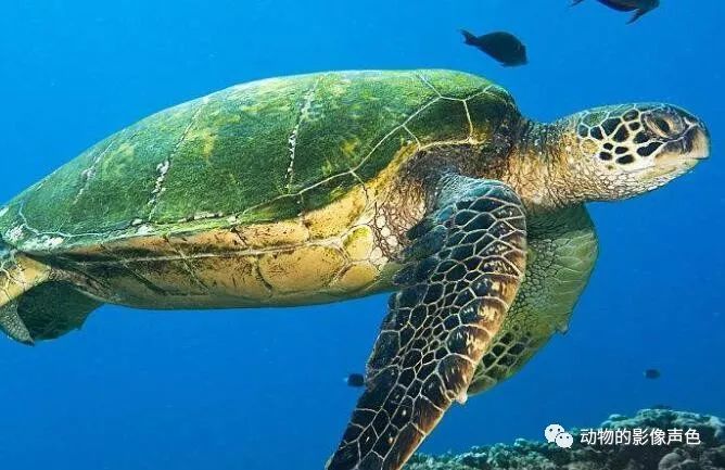 体重可达二百斤的绿海龟,它们是国家二级保护动物
