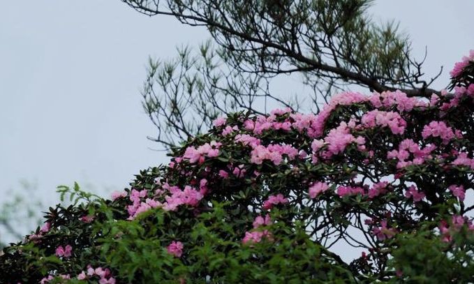 留坝高山杜鹃花开如画,"打卡"正当时!