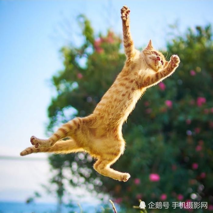 猫咪才是这个世界上,最美的舞蹈者,有图有真相!