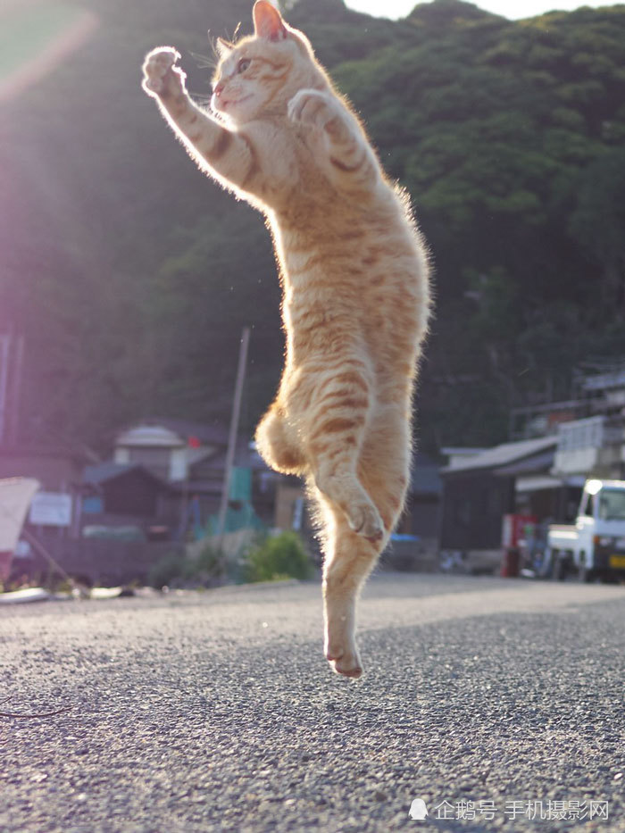 猫咪才是这个世界上,最美的舞蹈者,有图有真相!