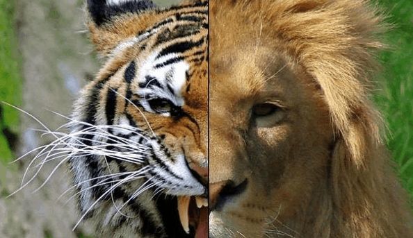 老虎vs狮子,到底哪个更厉害,网友:杀马特干不过纹身的