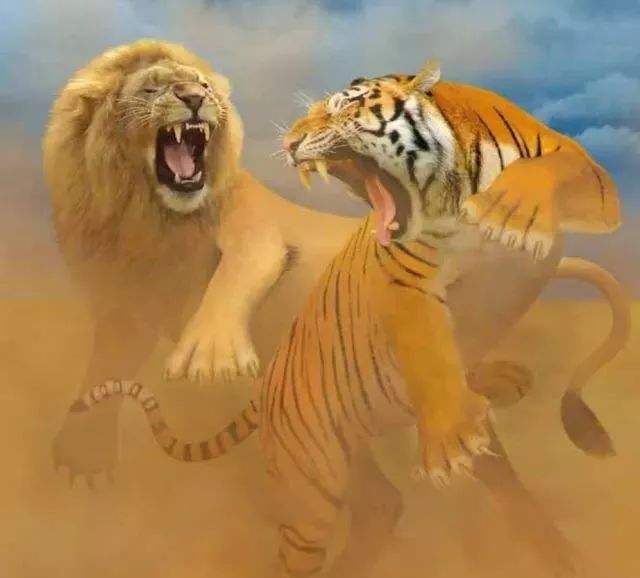 老虎vs狮子,到底哪个更厉害,网友:杀马特干不过纹身的